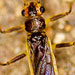 Photo of newly discovered insect
