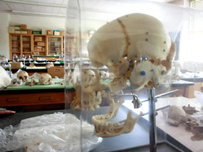 Photo of Osteology and Pathology lab