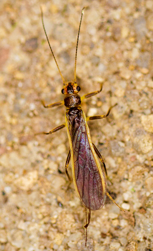 Photo of newly discovered insect Perlesta mihucorum