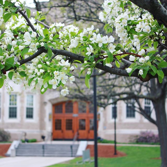 Cherry Blossoms in foreground, Hawkins Hall entrance in background