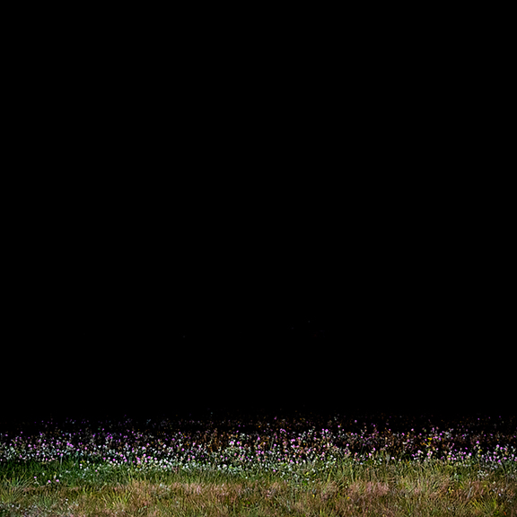 A grassy field at night.