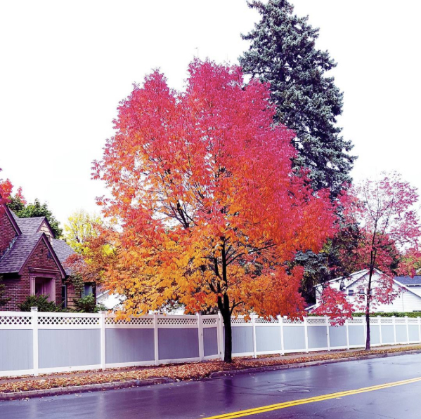 Photo of Fall leaves by badbawool_lim