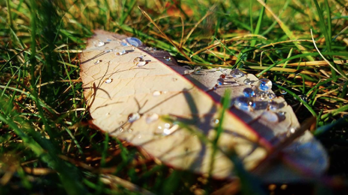 Photo of leaf with rain drops by economagician