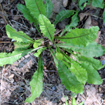 Photo of Taraxacum officinale (dandelion)