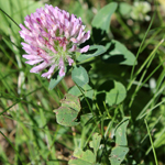 Trifolium pratense (red clover)