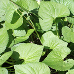 Photo of Viola spp. (violets)