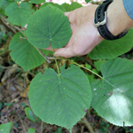 Photo of  Tilia americana (american basswood)