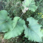 Photo of Arctium lappa (great burdock)