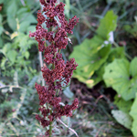 Photo of Rumex crispus (curly dock)