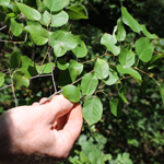 Photo of Amelanchier spp. (shadbush or juneberry)