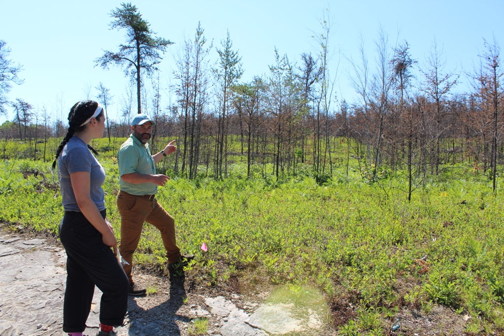 Showing the jack pine