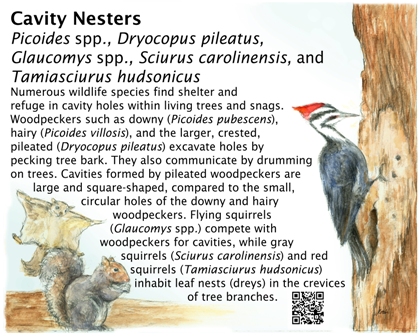 cavity nester