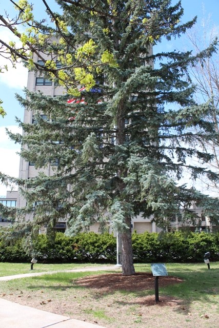 kent jackson state tree at kehoe