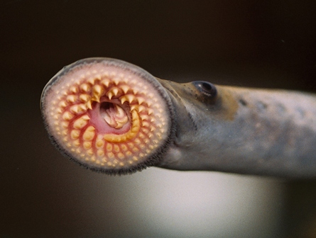 lamprey