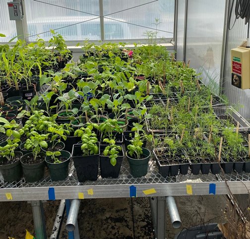 hudson greenhouse