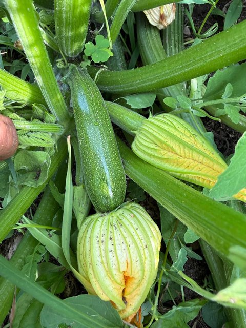 zucchini